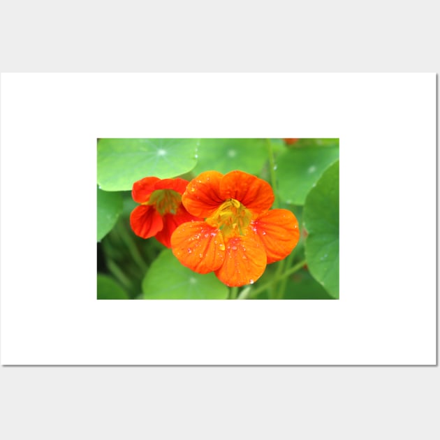 Nasturtium Flowers Wall Art by pinkal